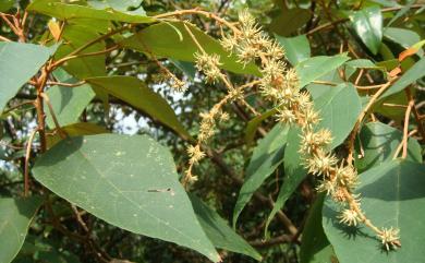 Mallotus paniculatus var. paniculatus 白匏子