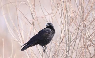 Corvus corone orientalis Eversmann, 1841 小嘴烏鴉
