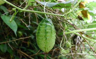 Thladiantha punctata Hayata 斑花青牛膽