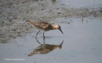 Calidris pugnax (Linnaeus, 1758) 流蘇鷸