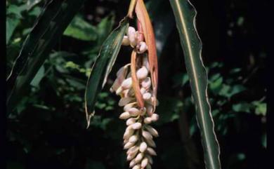 Alpinia zerumbet 月桃