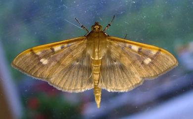 Patania costalis (Moore, 1888) 橙緣扇野螟蛾