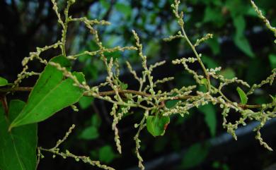 Fallopia multiflora 臺灣何首烏