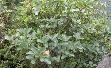 Rhododendron mariesii Hemsl. & E.H.Wilson 守城滿山紅