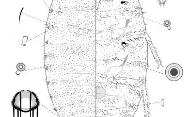 Pseudococcus comstocki (Kuwana, 1902) 康氏粉介殼蟲