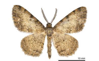 Lophobates corticea (Bastelberger, 1911) 噴砂褐緣黃尺蛾