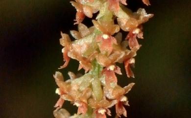 Oberonia japonica 臺灣莪白蘭