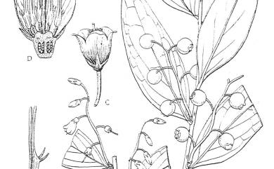Vaccinium dunalianum var. caudatifolium 珍珠花