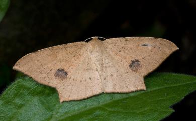 Krananda falcata (Warren, 1894) 黃褐璃尺蛾