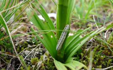 Veratrum formosanum O.Loes. 臺灣藜蘆