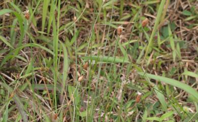 Fimbristylis tristachya var. subbispicata 水蔥