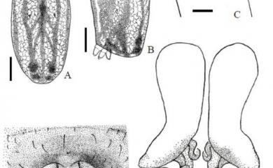 Leucauge blanda L.Koch, 1878 肩斑銀腹蛛