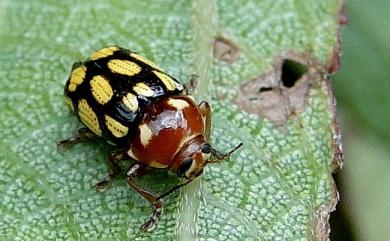 Cryptocephalus luteosignatus Pic, 1922