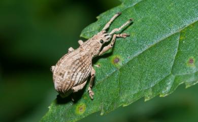 Dermatoxenus caesicollis (Gyllenhal, 1833)