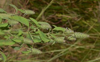 Hyptis spicigera 穗花香苦草