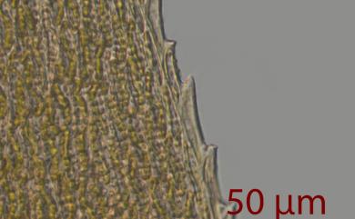 Trachycladiella aurea (Mitt.) Menzel, 1994 橙色粗帶苔