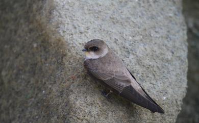 Riparia chinensis chinensis Gray, 1830 棕沙燕