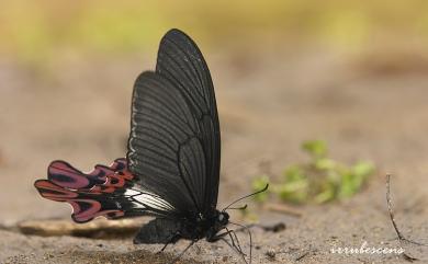 Papilio maraho Shiraki & Sonan, 1934 臺灣寬尾鳳蝶