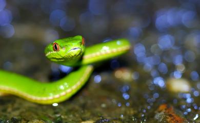 Trimeresurus stejnegeri Schmidt, 1925 赤尾青竹絲