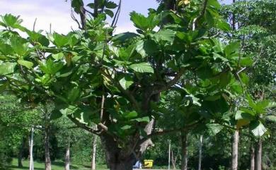 Artocarpus treculianus Elmer 麵包樹