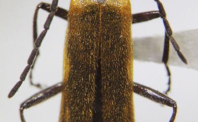 Micropodabrus brunneipennis Y. Yang & Okushima, 2016 褐鞘微雙齒菊虎
