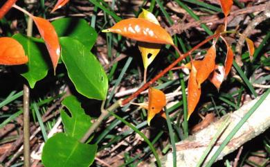 Erycibe henryi 亨利氏伊立基藤