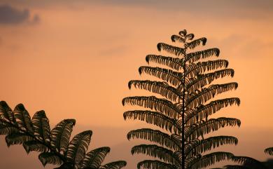 Sphaeropteris lepifera 筆筒樹