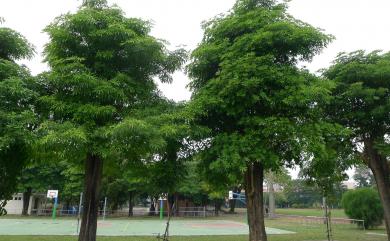 Alstonia scholaris 黑板樹