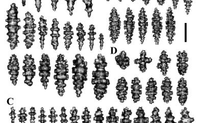 Lobophytum catalai Tixier-Durivault, 1957 卡達葉形軟珊瑚