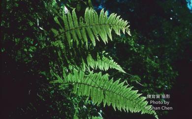 Dryopteris kawakamii Hayata 川上氏擬鱗毛蕨