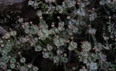 Cladonia rappii 寬杯石蕊