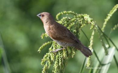 Lonchura punctulata topela (Swinhoe, 1863) 斑文鳥