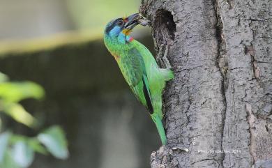 Psilopogon nuchalis (Gould, 1863) 五色鳥