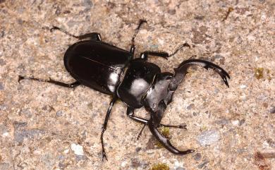 Rhaetulus crenatus crenatus Westwood, 1871 鹿角鍬形蟲