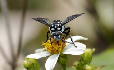 Thyreus decorus (Smith, 1852) 波琉璃紋花蜂