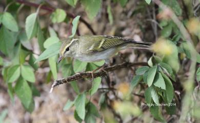 Phylloscopus inornatus (Blyth, 1842) 黃眉柳鶯