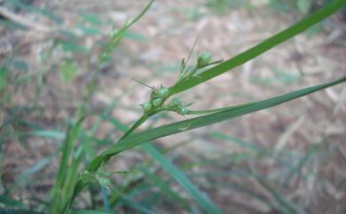 Scleria radula Hance 光果珍珠茅