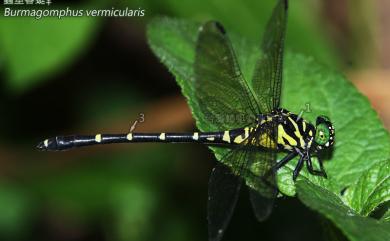 Burmagomphus vermicularis (Matin, 1904) 蟲莖春蜓