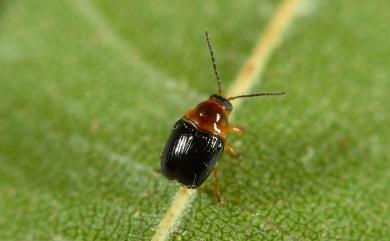 Coenobius taiwanus Chujo, 1954 紅胸姬筒金花蟲