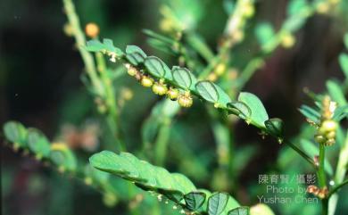 Phyllanthus hookeri Müll.Arg. 疣果葉下珠