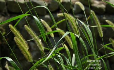 Setaria faberi 法氏狗尾草