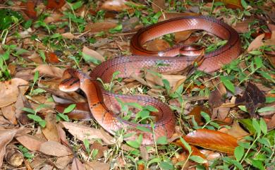 Oreocryptophis porphyraceus kawakamii (Oshima, 1910) 紅竹蛇