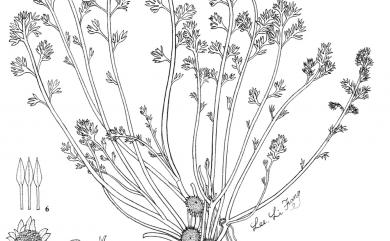 Soliva anthemifolia 假吐金菊
