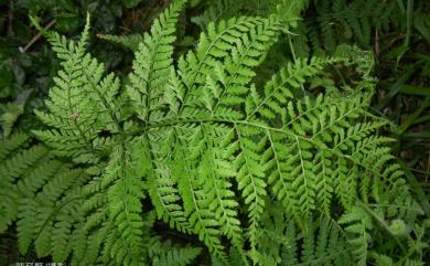 Asplenium bullatum Wall. 大鐵角蕨