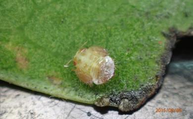 Hemiptera 半翅目