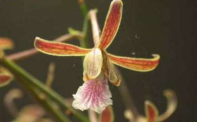 Eulophia graminea Lindl. 禾草芋蘭