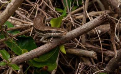 Eutropis longicaudata (Hallowell, 1856) 長尾真稜蜥