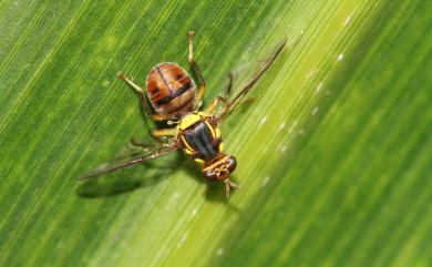 Bactrocera dorsalis (Hendel, 1912) 東方果實蠅