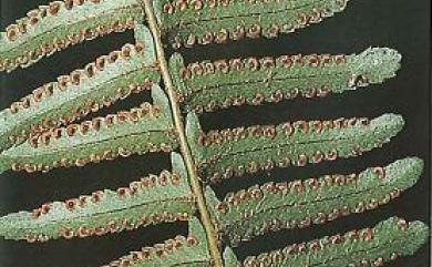 Nephrolepis brownii (Desv.) Hovenkamp & Miyam. 毛葉腎蕨