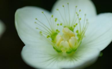 Parnassia palustris L. 梅花草